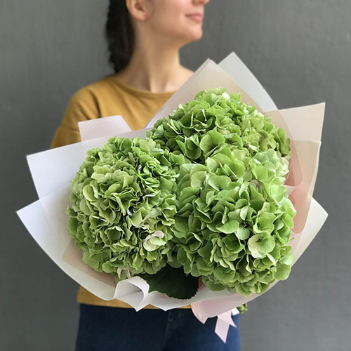 Букет из зеленой гортензии | Доставка цветов в Кирове, закажи цветы по т.  20-61-20
